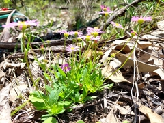 Brachyscome microcarpa