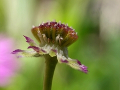 Brachyscome microcarpa