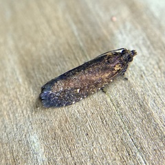 Cryptaspasma sordida