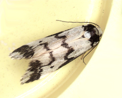 Philenora undulosa