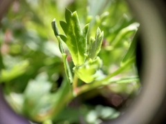 Brachyscome microcarpa