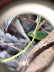 Brachyscome microcarpa