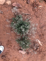 Lepidium montanum