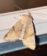 Orthosia behrensiana