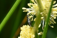 Galerucella nymphaeae