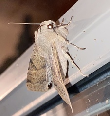 Orthosia behrensiana