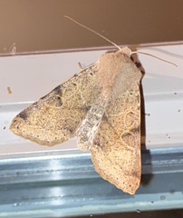 Orthosia behrensiana