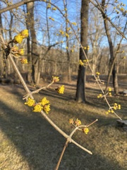 Cornus
