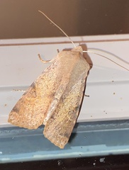 Orthosia behrensiana
