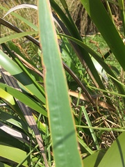 Machaerina sinclairii