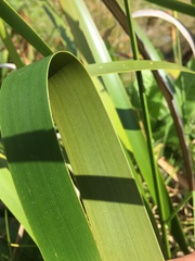 Machaerina sinclairii