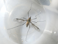 Leptotarsus vulpinus