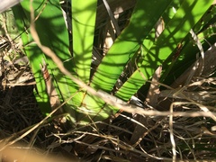 Machaerina sinclairii