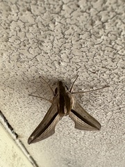 Theretra silhetensis