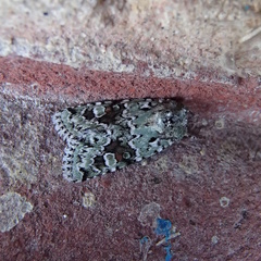 Lacinipolia laudabilis