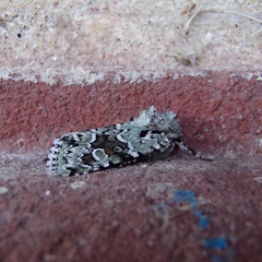 Lacinipolia laudabilis