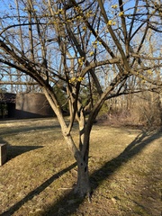 Cornus