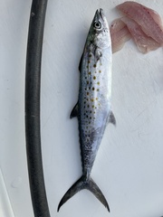 Scomberomorus maculatus