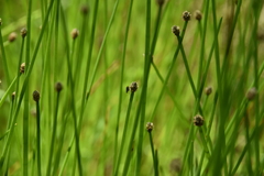 Eleocharis ovata
