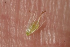Eleocharis ovata