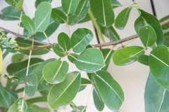 Tabebuia heterophylla