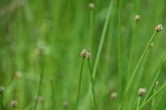 Eleocharis ovata