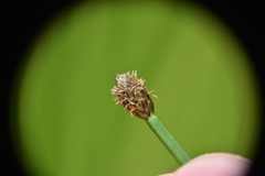 Eleocharis ovata
