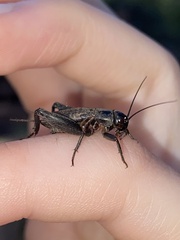 Gryllus lineaticeps