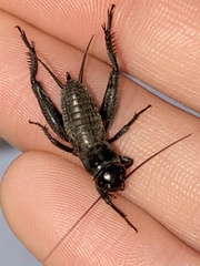 Gryllus lineaticeps