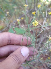 Oxypappus scaber