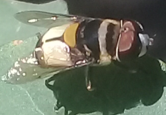 Palpada pusilla