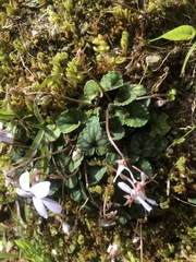 Viola formosana