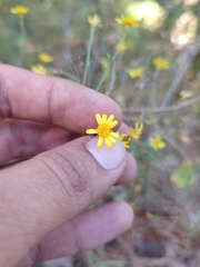 Oxypappus scaber