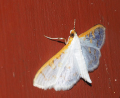 Margaroniini