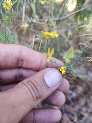 Oxypappus scaber