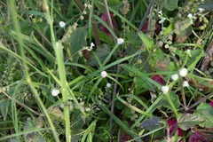 Cyperus sesquiflorus