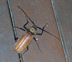 Xixuthrus microcerus