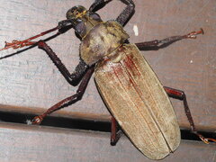 Xixuthrus microcerus