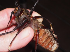 Xixuthrus microcerus