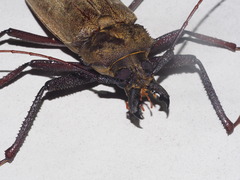 Xixuthrus microcerus