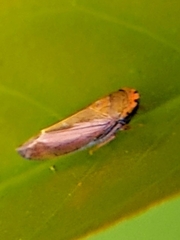 Tartessini