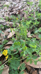 Corydalis micrantha