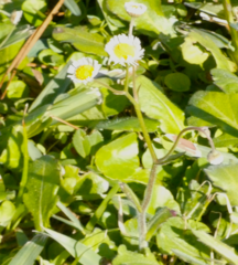 Erigeron quercifolius