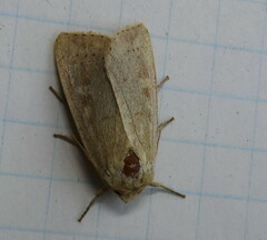 Leucania pseudargyria