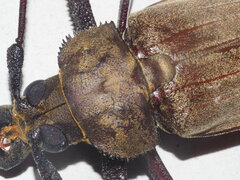 Xixuthrus microcerus