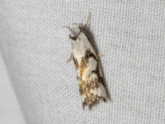 Cosmaresta anarrecta