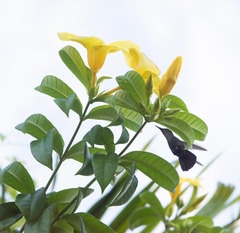 Orthorhyncus cristatus