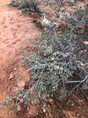 Atriplex canescens