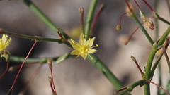 Eriogonum trichopes