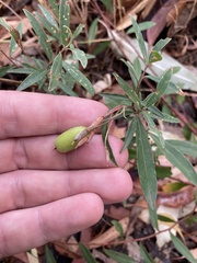 Billardiera cymosa